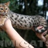 Bengal filhotes produzidos