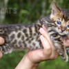 Bengal filhotes produzidos
