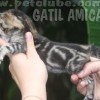 Bengal filhotes produzidos