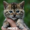 Bengal filhotes produzidos