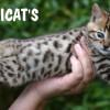 Bengal filhotes produzidos