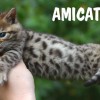 Bengal filhotes produzidos