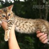 Bengal filhotes produzidos