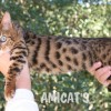 Bengal filhotes produzidos