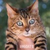 Bengal filhotes produzidos