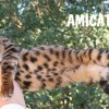 Bengal filhotes produzidos