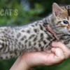 Bengal filhotes produzidos