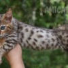 Bengal filhotes produzidos