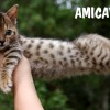 Bengal filhotes produzidos