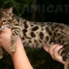 Bengal filhotes produzidos