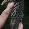 Bengal filhotes produzidos