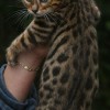 Bengal filhotes produzidos