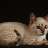 Bengal filhotes produzidos