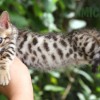Bengal filhotes produzidos