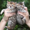 Bengal filhotes produzidos