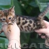 Bengal filhotes produzidos
