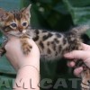 Bengal filhotes produzidos