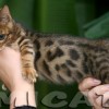 Bengal filhotes produzidos