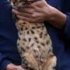 Bengal filhotes produzidos