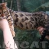 Bengal filhotes produzidos