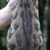 Bengal filhotes produzidos
