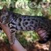 Bengal filhotes produzidos