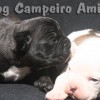 oldebulldogge