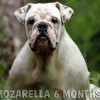 oldebulldogge