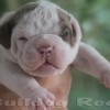 bulldogcampeiro