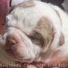 bulldogcampeiro