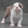 oldebulldogge