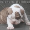 oldebulldogge