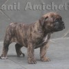 oldebulldogge