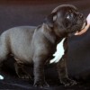 oldebulldogge