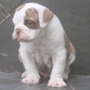 oldebulldogge