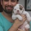 oldebulldogge