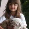 bulldogcampeiro