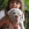 bulldogcampeiro