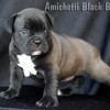 oldebulldogge