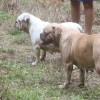 olde bulldogge