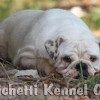 oldebulldogge