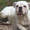 oldebulldogge