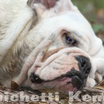 oldebulldogge