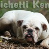 oldebulldogge