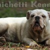 oldebulldogge