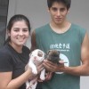 bulldogcampeiro