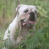 olde bulldogge