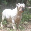 olde bulldogge
