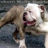 Olde bulldogge