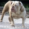 Olde bulldogge